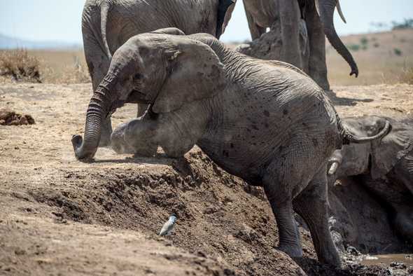 Struggling Elephant